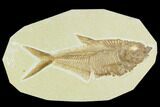 Fossil Fish (Diplomystus) - Green River Formation #130312-1